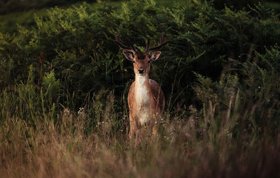 Deer standing in a forest