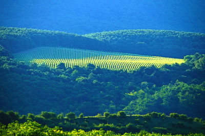 Scenic view of green landscape