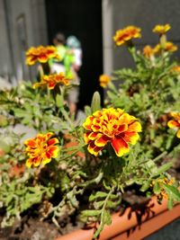 Close-up of marigold flowers