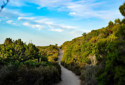 Scenic view of river amidst trees against sky