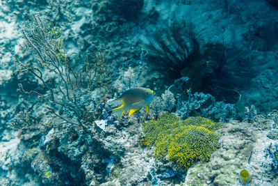 View of fish underwater