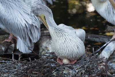 Close-up of pelican