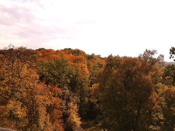 Plants growing on land against sky during autumn