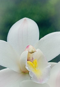 Close-up of white rose flower