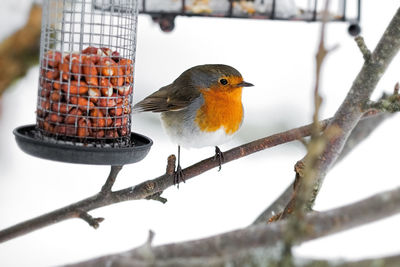 Close-up of bird perching on branch