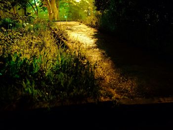 Plants growing on tree trunk
