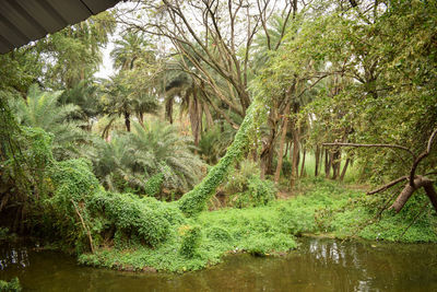 Scenic view of lake in forest