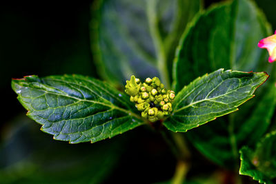 Close-up of green leaves