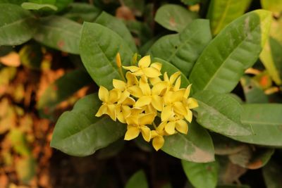 Close-up of yellow flower blooming outdoors