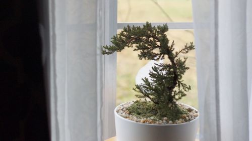 Close-up of potted plant on window sill