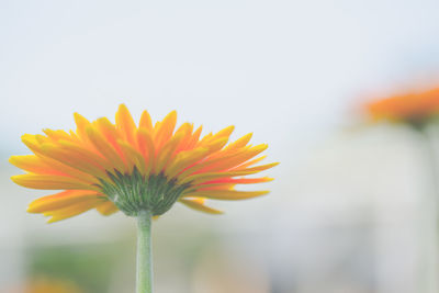 Close-up of orange flower