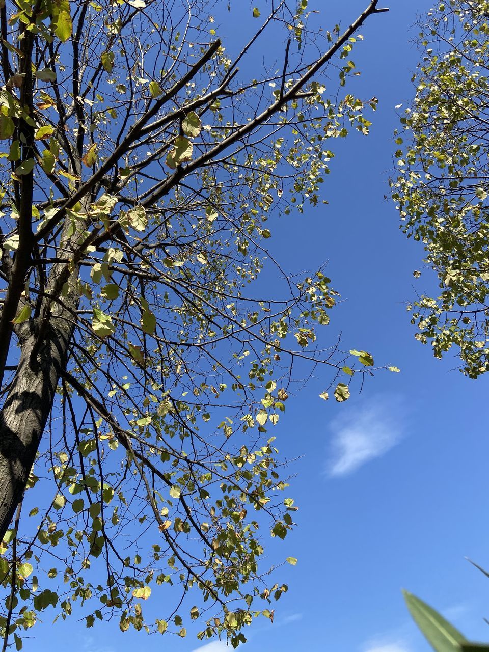 LOW ANGLE VIEW OF CHERRY BLOSSOM AGAINST BLUE SKY