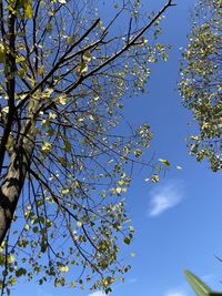 Low angle view of flowering tree against blue sky