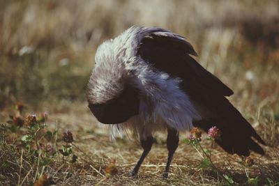Close-up of a bird flying