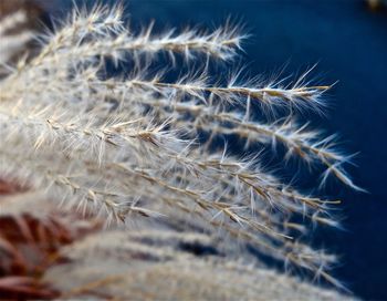 Close-up of dandelion against blurred background