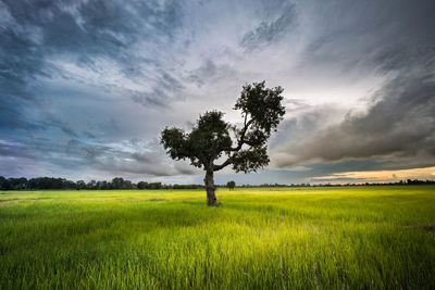 Tree on field against sky