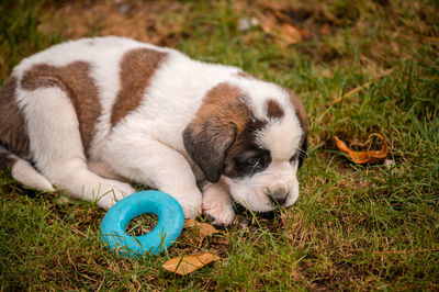pet