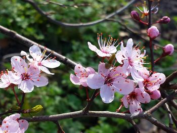 Close-up of pink flowers blooming on tree