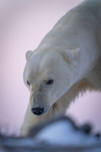 Close-up of polar bear with snowy snout
