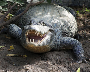 Closeup head on portrait of black caiman entering water from riverbank, bolivia.