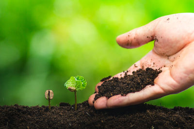 Cropped hand pouring dirt on plant