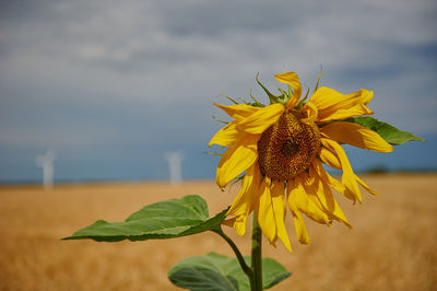 Close-up of yellow sunflower against sky