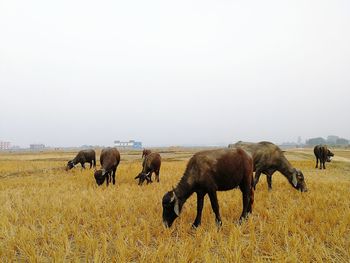 Cows grazing on field against clear sky