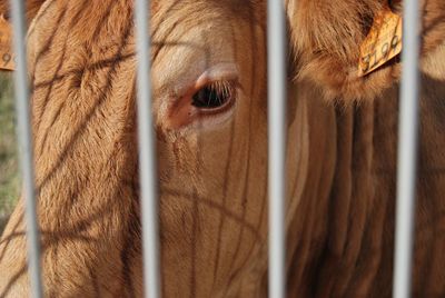 Close-up of cow