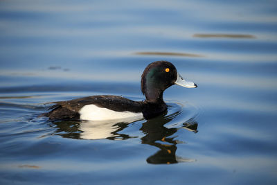 A tufted duck male