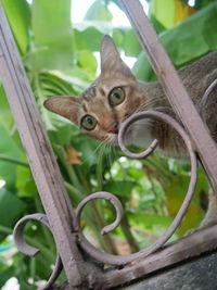 Close-up portrait of a cat