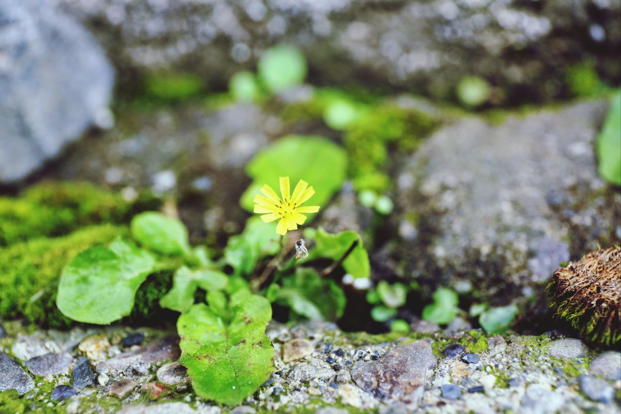 flower, growth, fragility, nature, plant, focus on foreground, freshness, close-up, beauty in nature, yellow, rock - object, selective focus, petal, green color, day, outdoors, field, stem, blooming, flower head