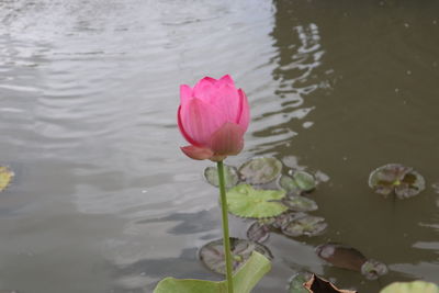 Close-up of pink water lily in lake