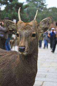 Close-up portrait of deer