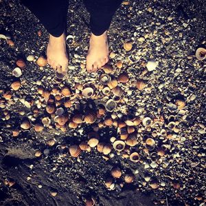 Low section of woman on seashells at beach