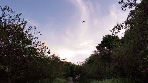 Low angle view of trees against sky during sunset