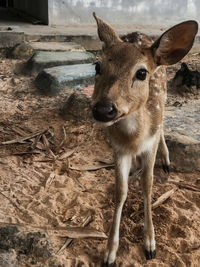 Portrait of deer