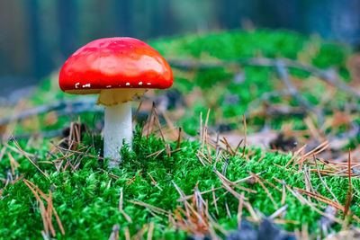 Close-up of mushroom on field