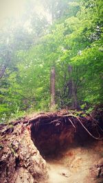 Trees and plants in forest