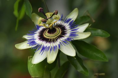 Close-up of purple flower head