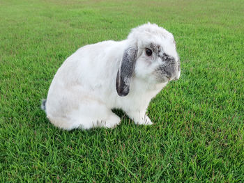 Portrait of a white dog on field