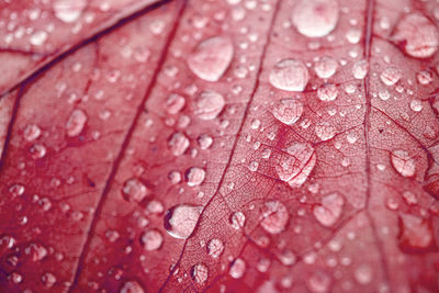 Full frame shot of raindrops on leaf