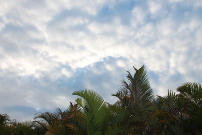 Low angle view of palm trees against sky