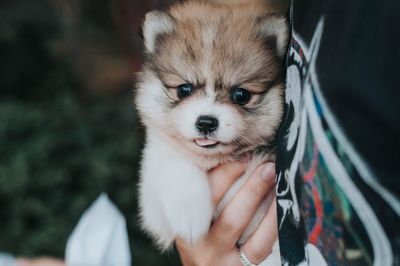 Low section of person holding puppy