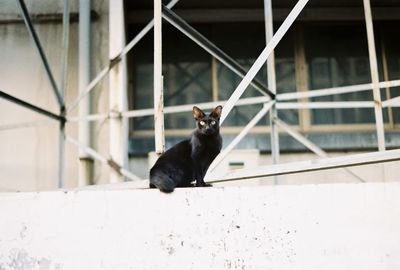 Black cat looking away