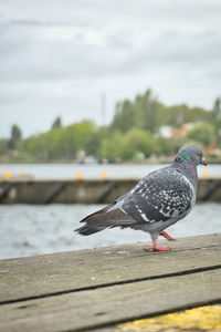 Seagull perching on railing against the wall