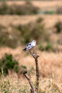 Bird perching on a tree