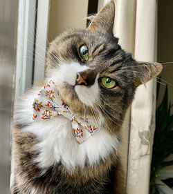 Portrait of a cat tilting head in bow tie 