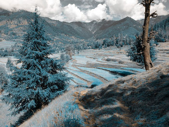 Pine trees on snowcapped mountains against sky