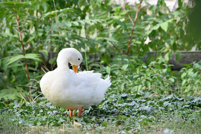 Bird perching on grass