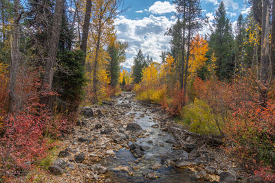 Stream amidst trees in forest during autumn